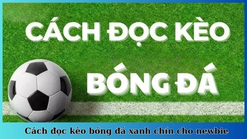 Cách đọc kèo bóng đá xanh chín cho newbie